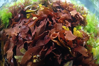 Red rag seaweed