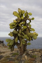 Giant spiny PEar cactus growing on South Plaza Island