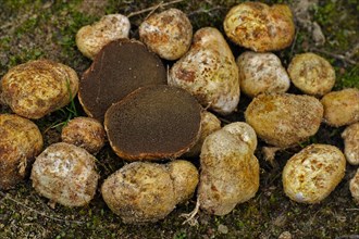 Yellowish root truffle