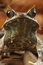 Toad frog