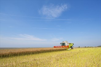 Oilseed Rape