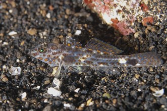 Spotted goby