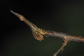 Horse-headed grasshopper