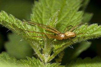 Lesser Garden Spider