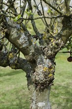 Severe cankers on an old but productive apple tree