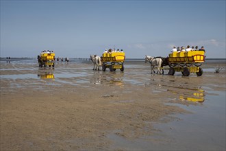Horse-drawn carriages on the mudflats