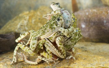 Common common parsley frog