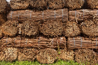 Biomass harvest
