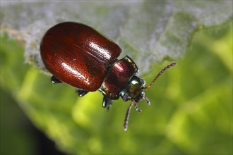 Smooth leaf beetle
