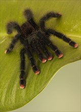 Common tarantula