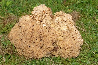 Frilled wood cauliflower fungus