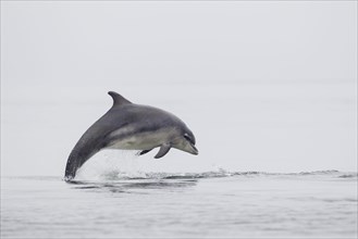 Bottlenose dolphin