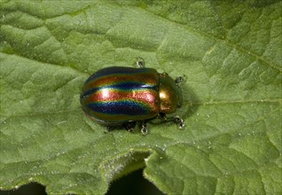 Rainbow Leaf Beetle