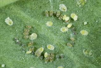 Cabbage moth scale insect