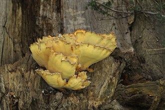 Fruiting bodies of chickenwood