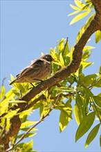 Woodpecker Finch