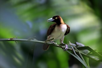 Lesser Bird of Paradise