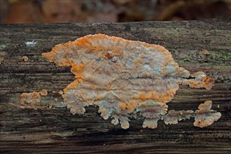 Orange comb fungus