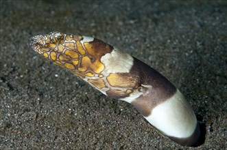 Bonapart snake-eel