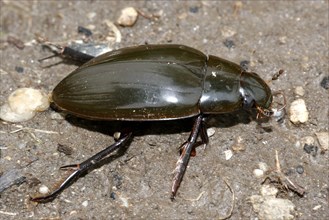 Large piston water beetle