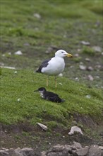 Lesser Black-backed Gull eyeing a Manx Shearwater