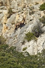 Southeastern Spanish Ibex