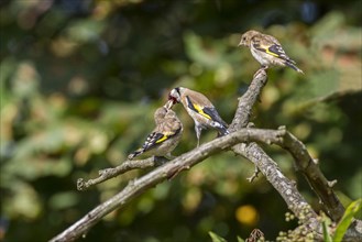 Adult goldfinch regurgitating food to fledglings