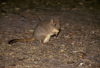 Brush-tailed Rat Kangaroo