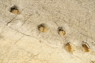 Fossilised dinosaur footprints in rock