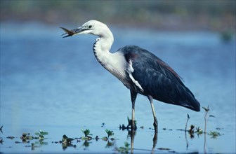 White-necked Heron Standing in shallow water with fish in beak