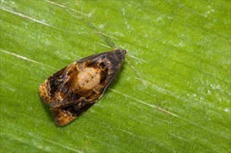 Red-barred Tortrix