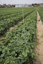This white rod is an antenna that transmits the moisture content to the farmer