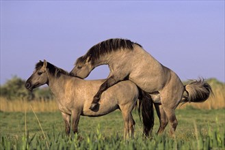 Stallion and mare mating Konik Horse