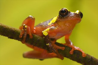 Shreve's Sarayacu tree frog