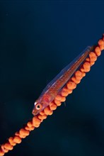 Whipcoral Dwarf Goby