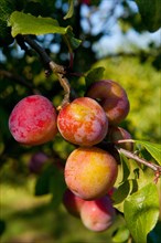 Prunus x domestica