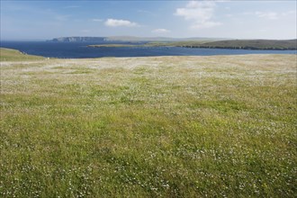 View of a coastal meadow with wildflowers