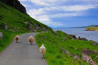 Sheep on coastal road