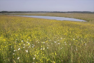 View of wildflower meadow with flowering Meadow Buttercup
