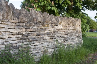 Limestone dry stone wall in parkland