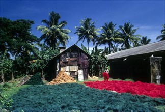 Dyed coconut fibre being dried in Gundu Island coir factory in Kochi