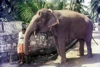 Temple elephant drinking water in a street tap in Thiruvananthapuram