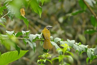 Colored-throated saltator