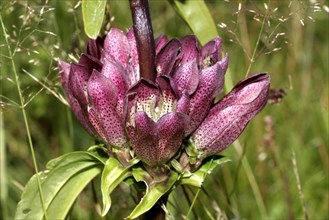 Brown gentian