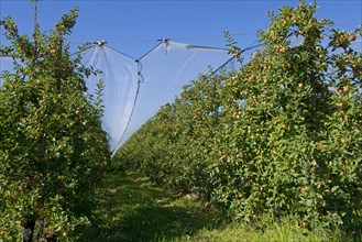 Heavily fruiting ripe cordon apples on the trees under shade nets near Sainte-Foy-la-Grande