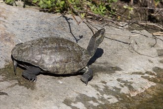 Western Caspian turtle
