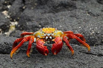Red rock crabs