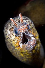 Dragon Moray Eel