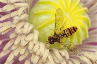 Grove hoverfly