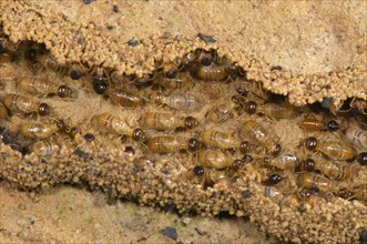 Adult long-nosed termites